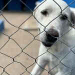 Imagen de un perro rescatado tras la dana