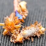 Acaban de descubrir un extraño animal parece venido del futuro: ha creado su propio exoesqueleto