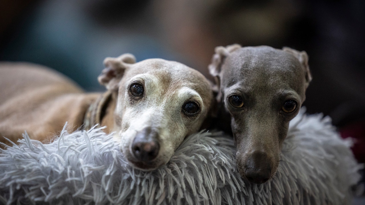 ¡Alerta Mascotas! Más de la Mitad de Perros y Gatos en España Sufren Problemas de Salud en 2024
