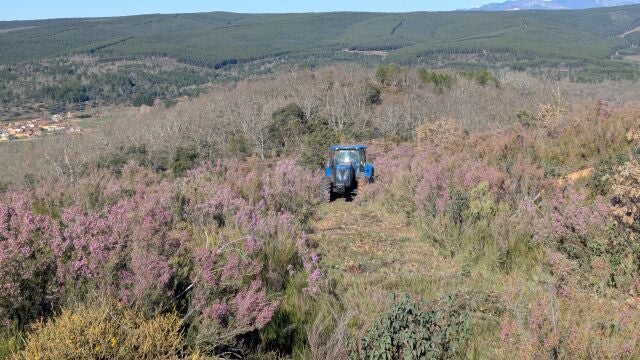 Vista de un sector del bosque sostenible en proceso. El vehículo de la empresa Talher se emplea en las labores de preparación del terreno.