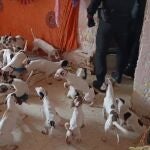 Málaga.- Sucesos.- Investigada por maltrato animal una mujer que convivía con 33 perros en condiciones insalubres