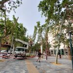 MURCIA.-AMP.- Sucesos.- Dos personas heridas al caer una rama de un árbol del paseo Alfonso X, en Murcia