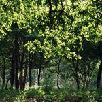 Así es el bosque gallego donde crecen los castaños más altos de Europa