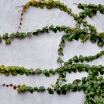 Plantas trepadoras que prosperan con el descuido: 5 enredaderas que no requieren tiempo