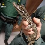 Desarticulada una organización de venta de droga y posesión de reptiles exóticos en la Sierra Norte