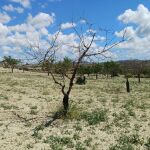 El almendro es un cultivo tradicional en la provincia de Alicante y la sequía está asfixiando a los árboles