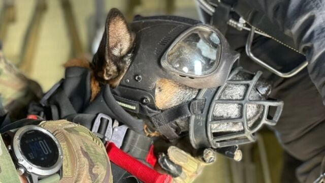Panzer, uno de los perros de operaciones especiales preparándose para saltar en paracaídas antes de la misión.