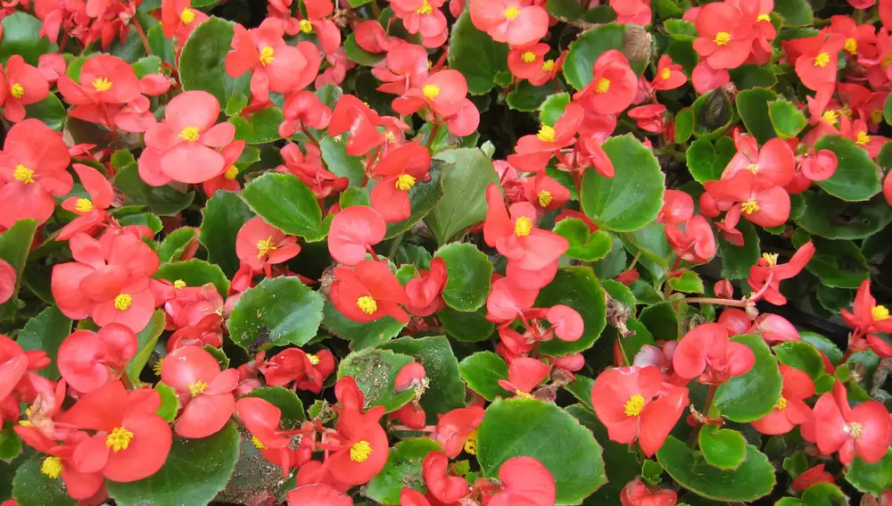 Begonias