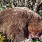 Sucesos.- Muere un oso pardo al precipitarse en una zona escarpada en la penona de Xalón, Cangas del Narcea (Asturias)