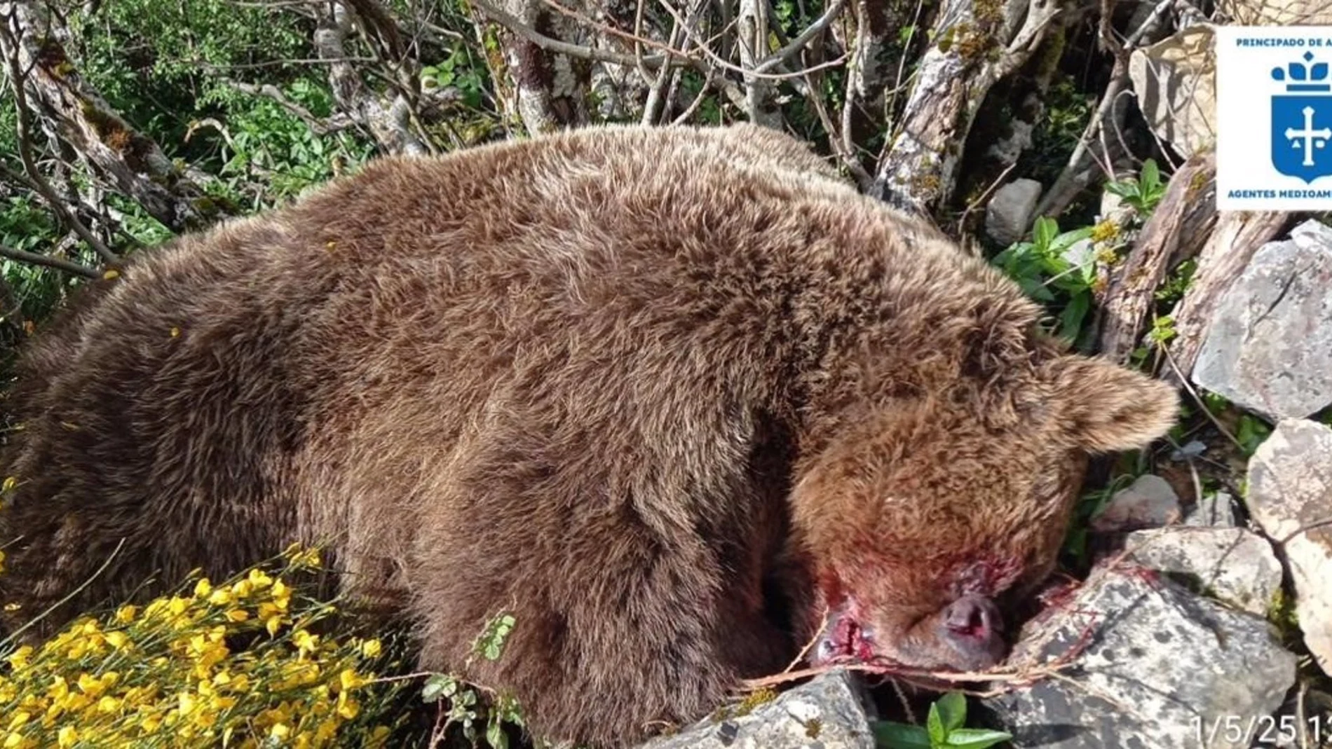 Sucesos.- Muere un oso pardo al precipitarse en una zona escarpada en la penona de Xalón, Cangas del Narcea (Asturias)