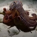 La fascinante historia de 'Salvador', el primer pulpo con nueve tentáculos y que ha aparecido en aguas de Ibiza