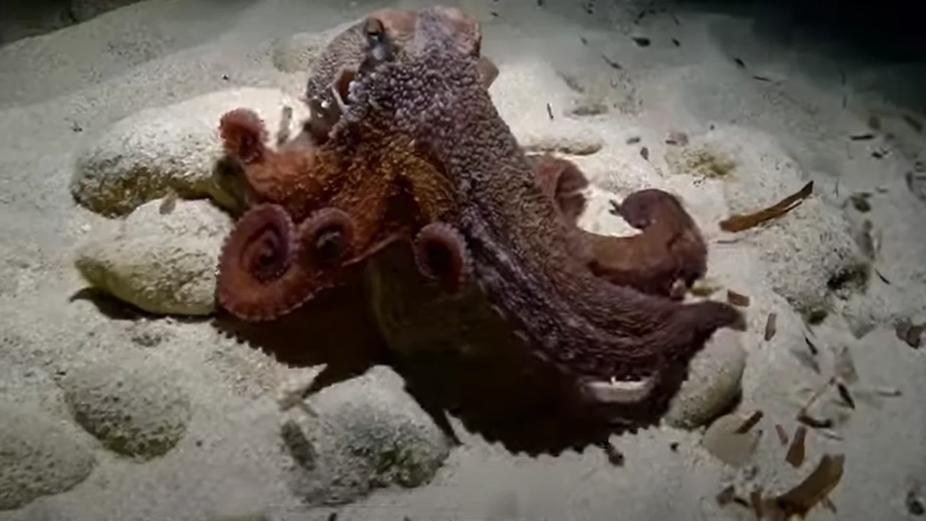 A fascinante história de "Salvador", o primeiro polvo de nove tentáculos a aparecer nas águas de Ibiza.