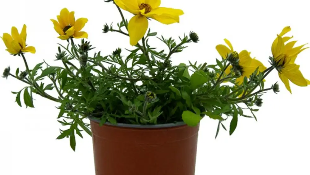 Bidens