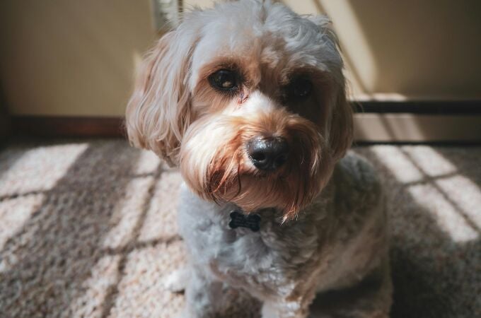Los animales pueden detectar tu estado emocional, según la ciencia