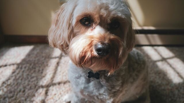 Los animales pueden detectar tu estado emocional, según la ciencia