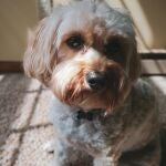 Los animales pueden detectar tu estado emocional, según la ciencia