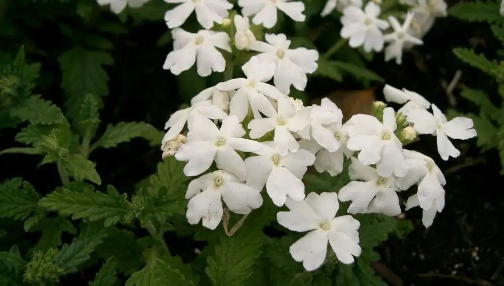 Verbena
