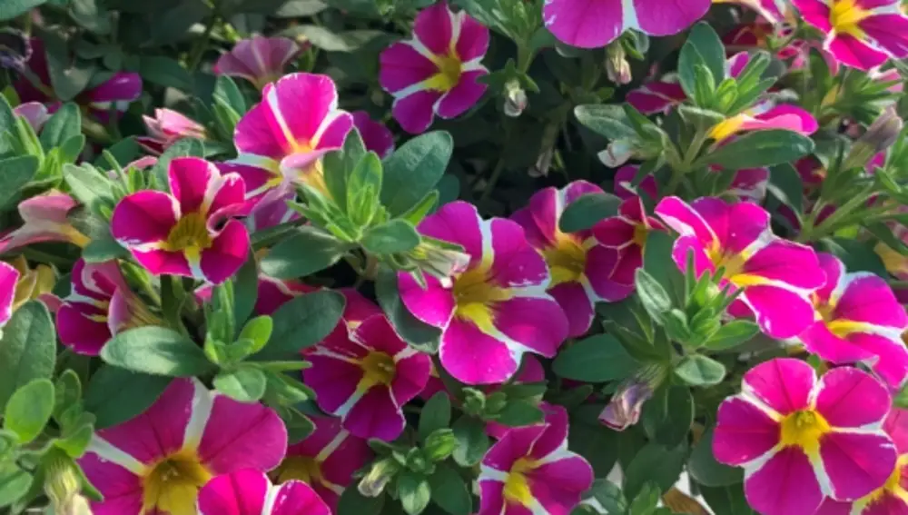 Calibrachoa