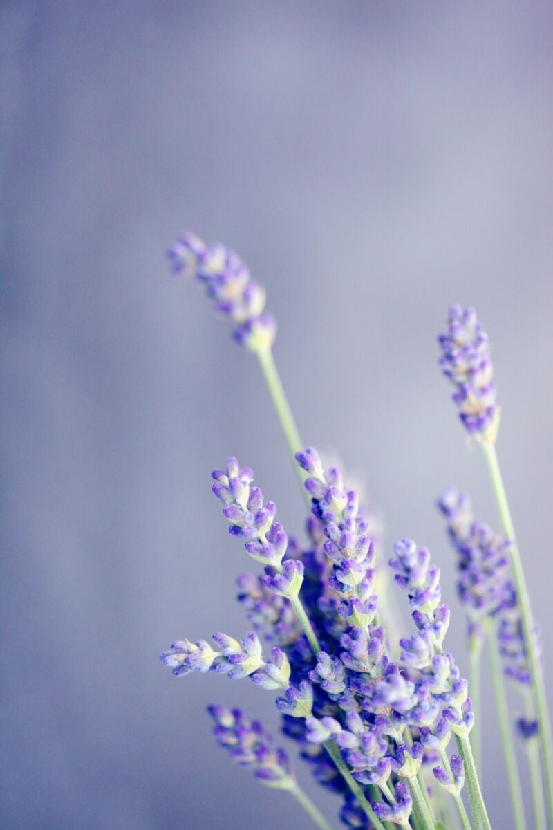 La lavanda: mucho más que una flor