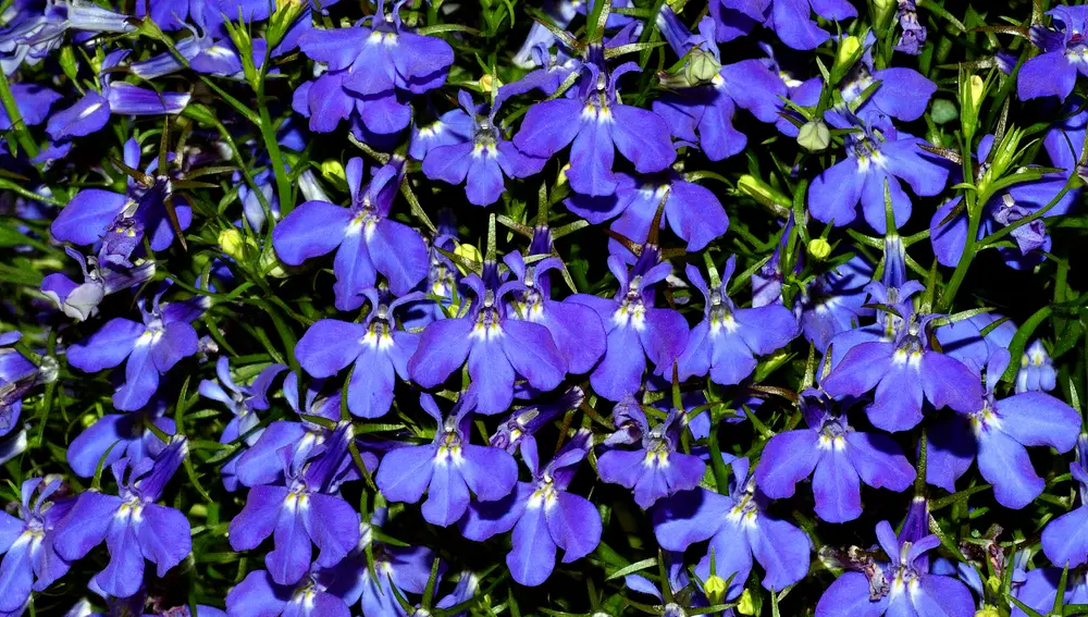 Lobelia