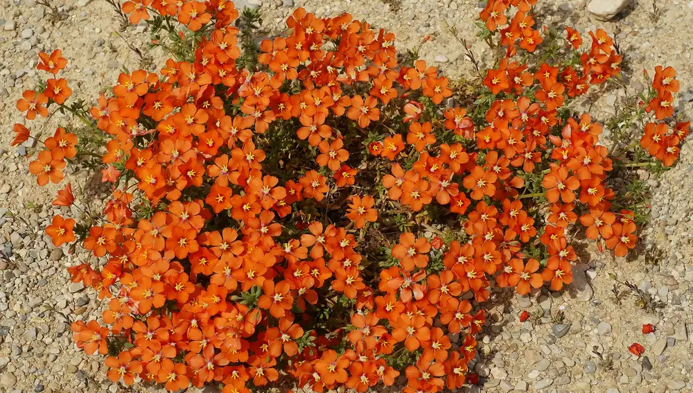 Anagallis