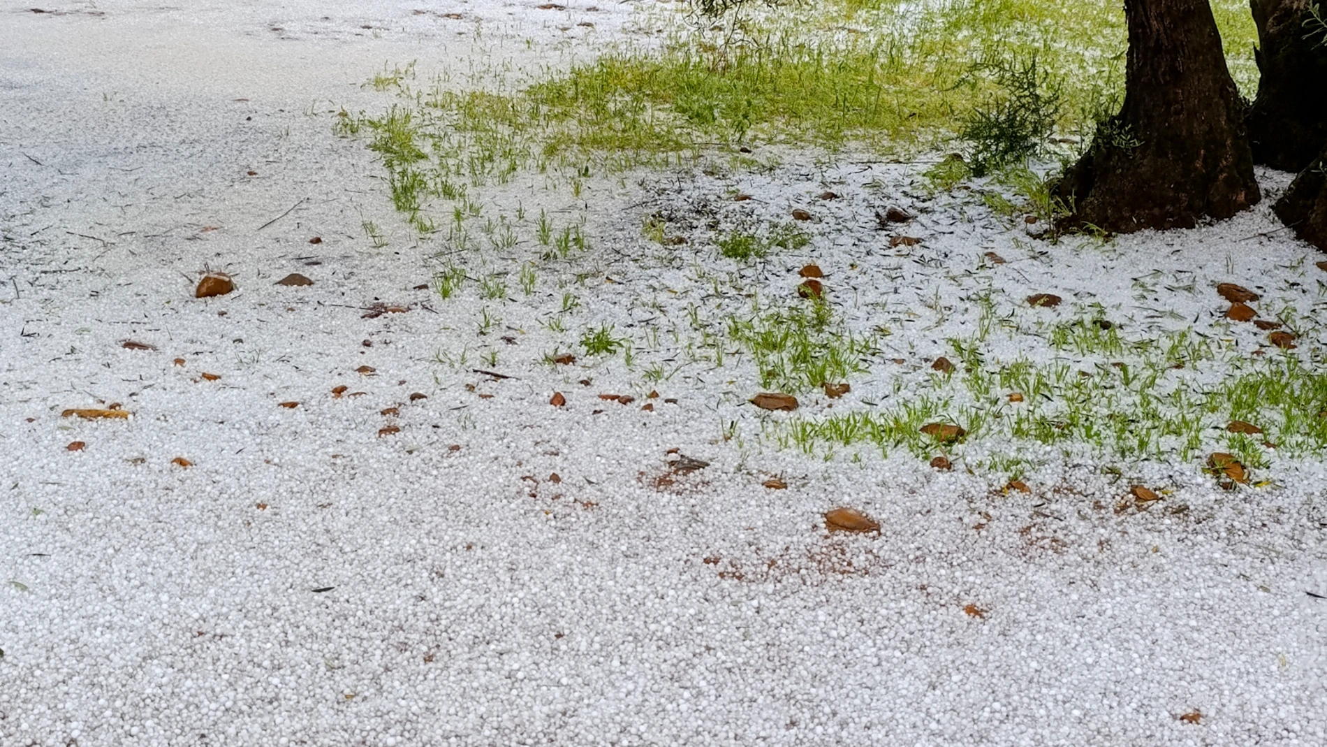 MALAGÓN (CIUDAD REAL), 02/05/2025.- Una potente tormenta de granizado ha cubierto en solo unos minutos de blanco cientos de hectáreas de olivares en Malagón, en la provincia de Ciudad Real, donde el granizo ha alcanzado un tamaño un poco superior a las canicas que utilizan los niños para jugar. EFE/Jesús Monroy