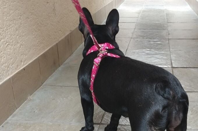 Adiós a las correas de los perros: esta es la alternativa que se está poniendo de moda en España