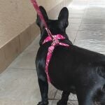 Adiós a las correas de los perros: esta es la alternativa que se está poniendo de moda en España