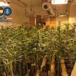 Granada.- Sucesos.- Desmanteladas tres plantaciones bajo techo con unas 1.500 plantas de marihuana en un noveno piso