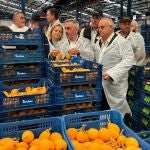 El conseller de Agricultura, Agua, Ganadería y Pesca, Miguel Ángel Bacharrina, ha asistido hoy en Callosa d'en Sarrià al primer corte del níspero