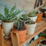 El nuevo método para aliviar el estrés y la ansiedad: solo necesitas tener esta planta cerca