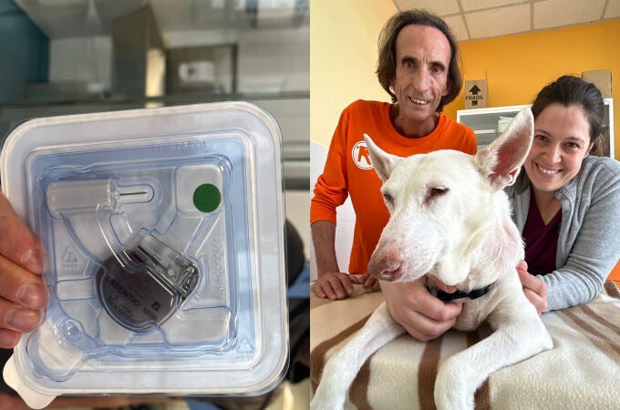 Violeta, la perra abandona que vive gracias a un marcapasos