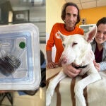 Violeta, la perra abandona que vive gracias a un marcapasos