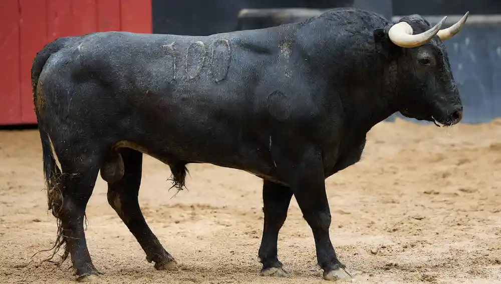 "Venerado", nº 100