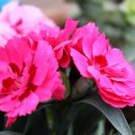 Este es el método para que el clavel florezca de la mejor forma posible en tu jardín