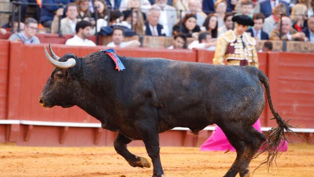 Por qué el toro "Mosquetón" de Victorino Martín mereció la vuelta al ruedo en Sevilla (y qué significa)