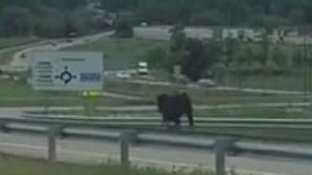 Imagen de la vaca brava tras escaparse del encierro