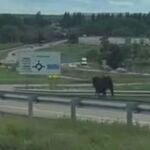 Imagen de la vaca brava tras escaparse del encierro