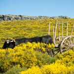 Piorno en flor en la sierra norte de Gredos