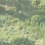 Imagen de la res al sur de la desembocadura del río Pisuerga, en la margen derecha del río Duero, en Pesqueruela, dentro del término municipal de Simancas