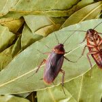 Dónde poner en casa las hojas de laurel para no tener cucarachas en verano