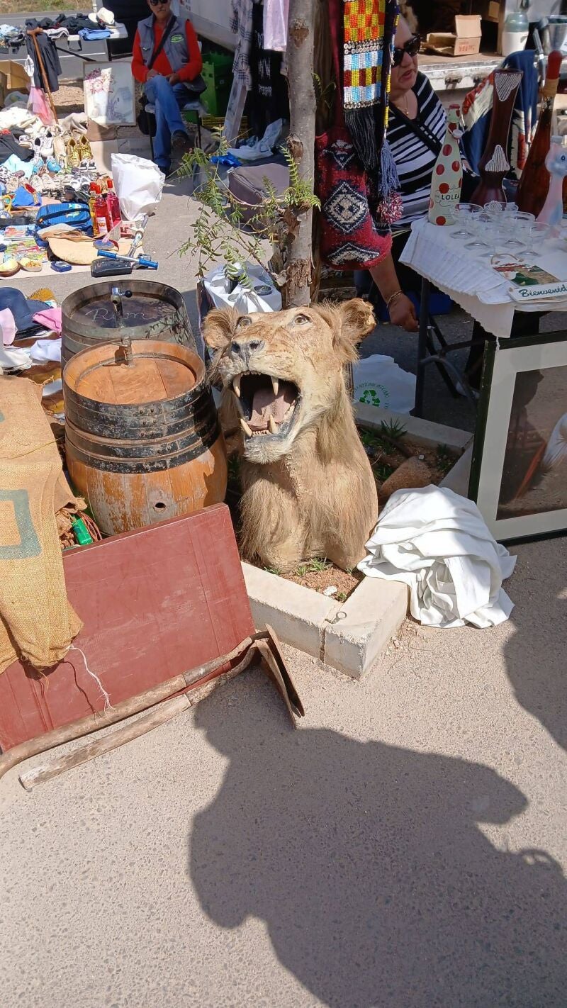 La cabeza de león que se vendía en el mercado de Consell