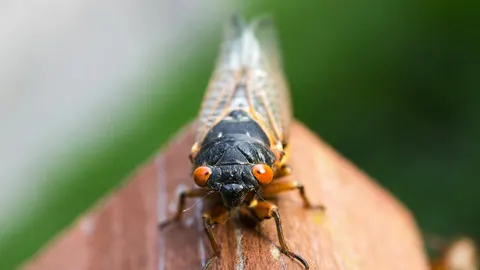 Cigarra periódica
