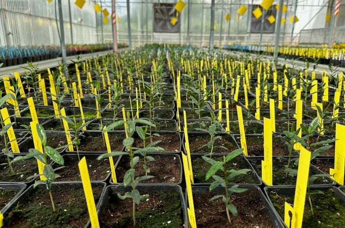 Variedades de olivo en un invernadero