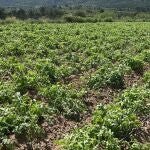 Valencia.- El granizo del sábado afecta a más de 8.700 hectáreas de cultivo en la Vall d'Albaida, según La Unió