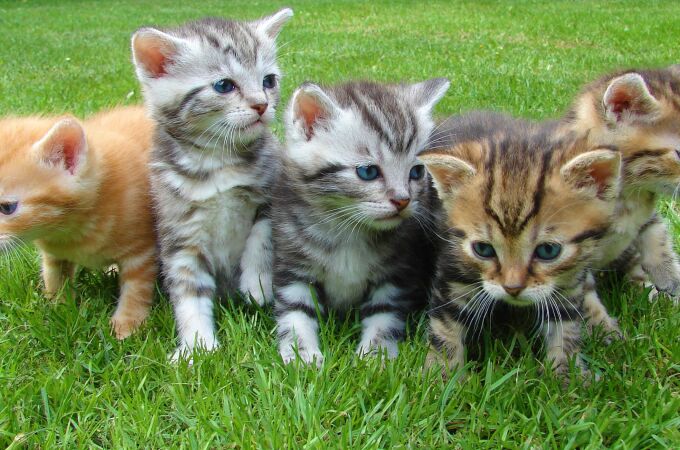 ¿Por qué los gatitos de una misma camada tienen colores diferentes? Esta es la respuesta