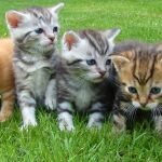 ¿Por qué los gatitos de una misma camada tienen colores diferentes? Esta es la respuesta