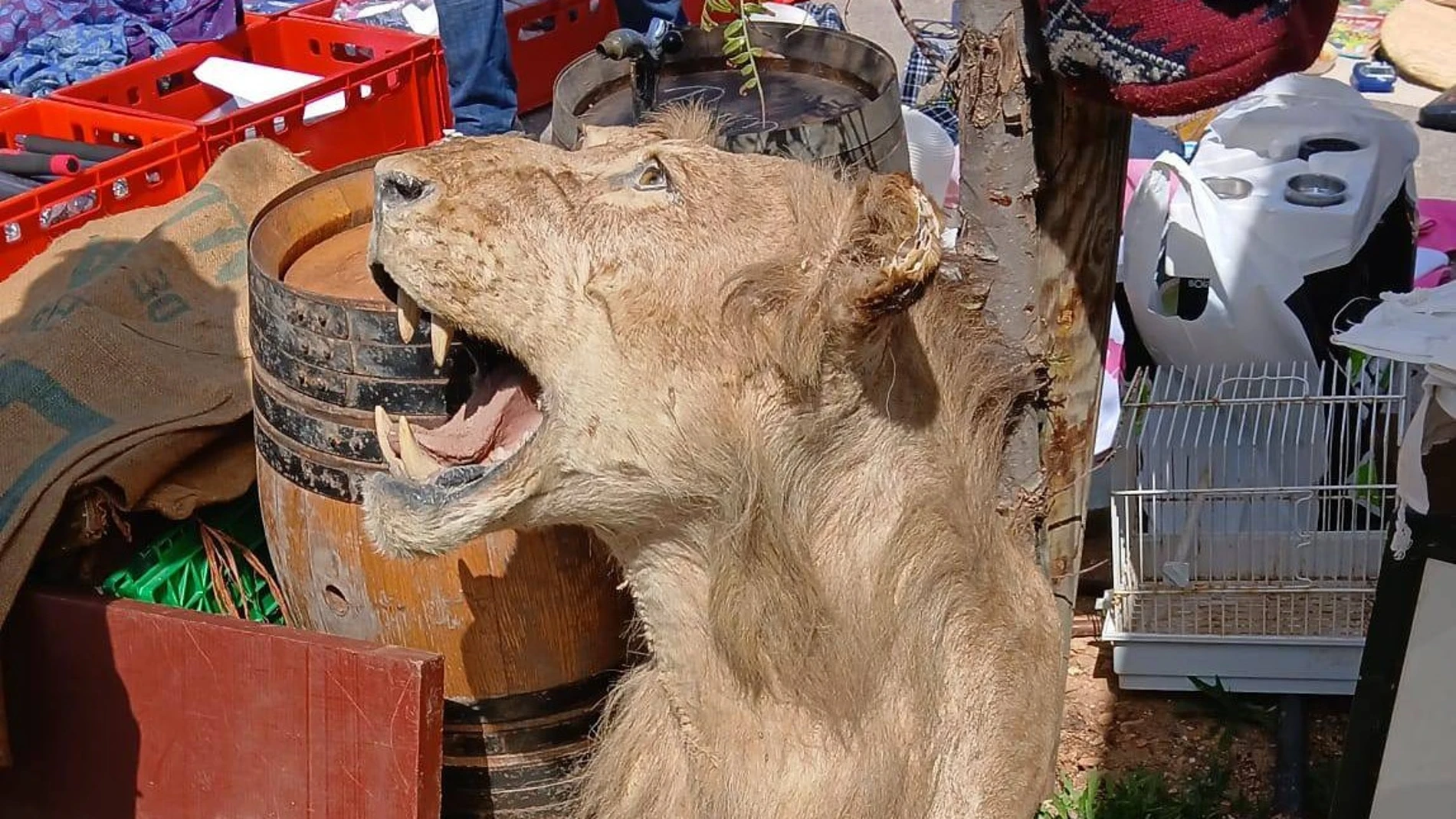 Investigan a un vendedor de Mallorca por la venta de una cabeza de león disecada