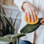 El truco casero que protege las plantas de interior para que no se marchiten