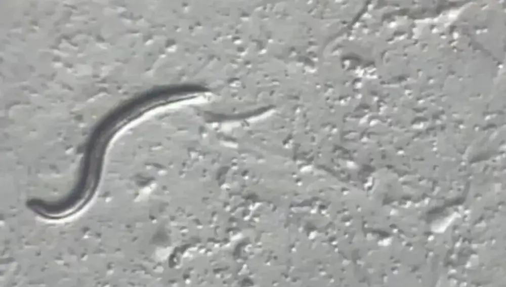 El gusano bautizado como "Panagrolaimus kolymaensis" a vista de microscopio